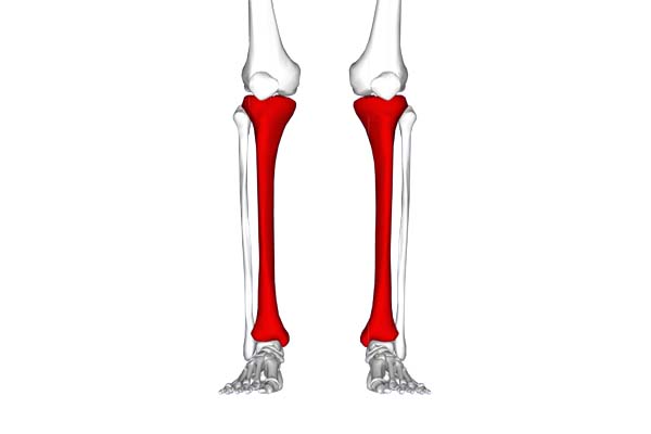 osso interno da parte inferior da perna chamado de tibia sofre com canelite