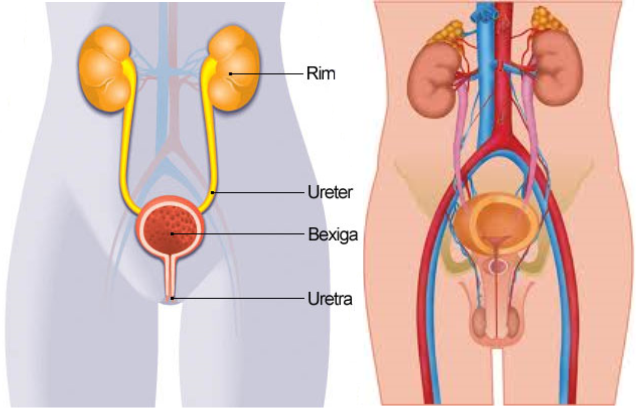 tratamento urologia