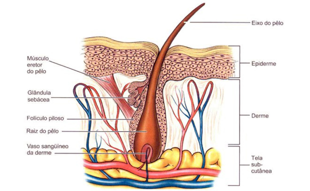 Anatomia da pele Anatomia da pele