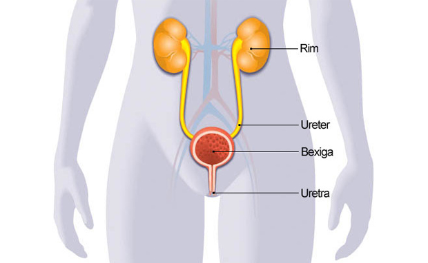 Infecção Urinária