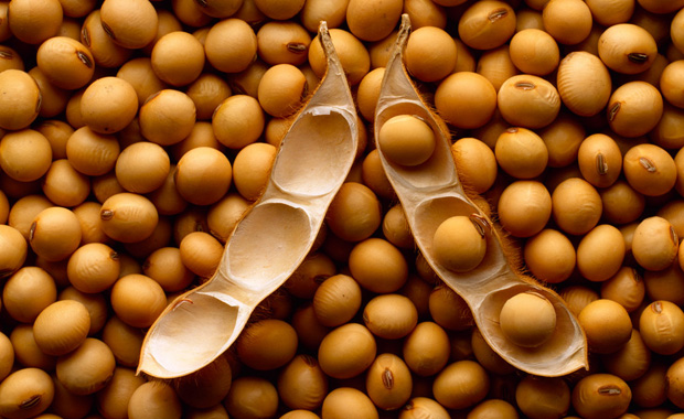 Benefícios da Soja