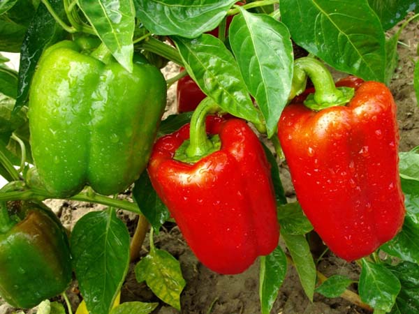 Saiba quais são os alimentos com mais agrotóxicos