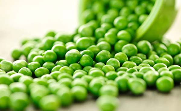 Proteínas de arroz e ervilha para vegetarianos Proteínas de arroz e ervilha para vegetarianos