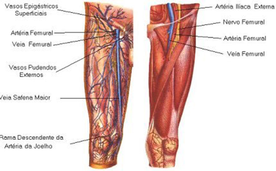 tratamento com células-tronco para isquemia do membro inferior 