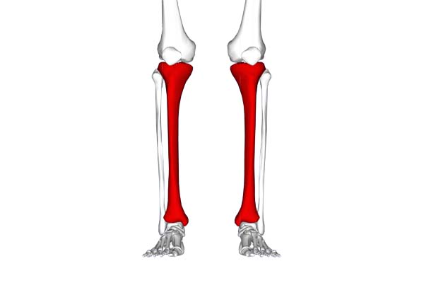 osso interno da parte inferior da perna chamado de tibia sofre com canelite
