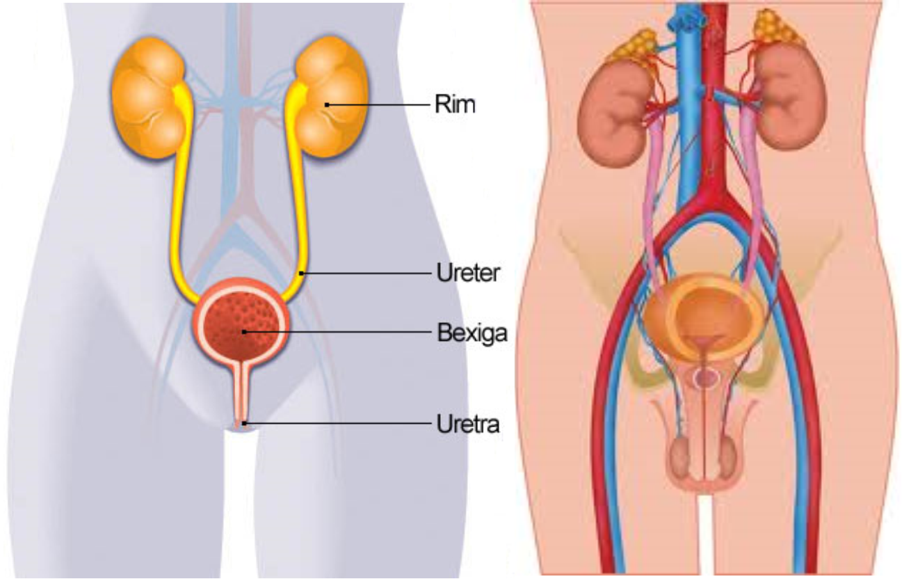 Urologia