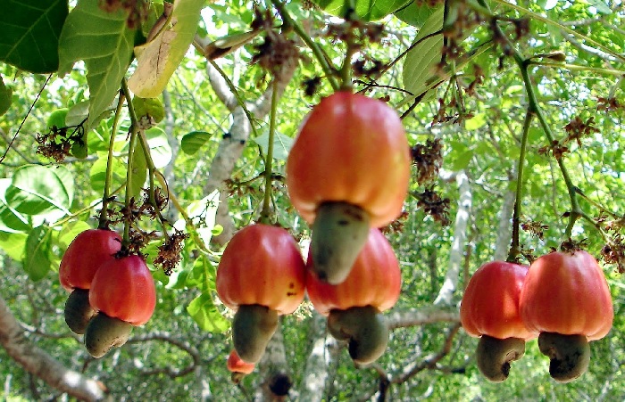 Caju é fonte de vitaminas auxiliando no combate de infecções e aumentando a imunidade Caju é fonte de vitaminas auxiliando no combate de infecções e aumentando a imunidade