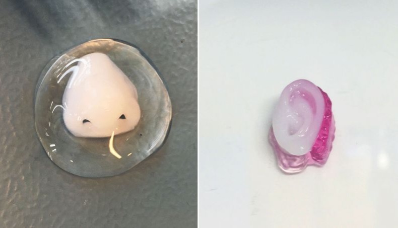 Impressão de órgãos 3D irá mudar a medicina nos próximos anos
